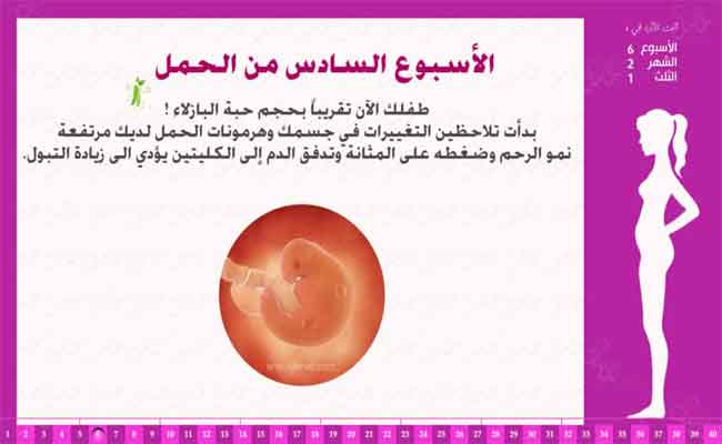 خلال الاسبوع السادس من الحمل ستحدث هذه التطوّرات...