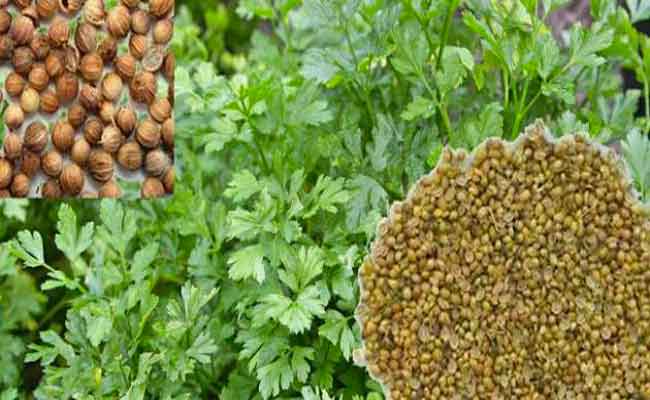 هل تعرفون انّ الكزبرة تؤثر على ضغط الدم...؟