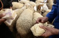 لكسر مضاربة بالأسعار افتتاح عدة نقاط لبيع أضاحي