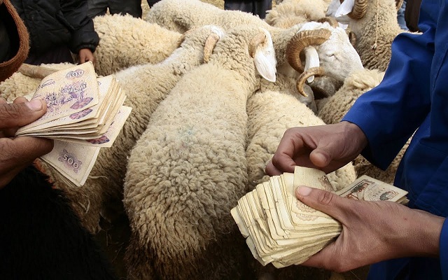 لكسر مضاربة بالأسعار افتتاح عدة نقاط لبيع أضاحي