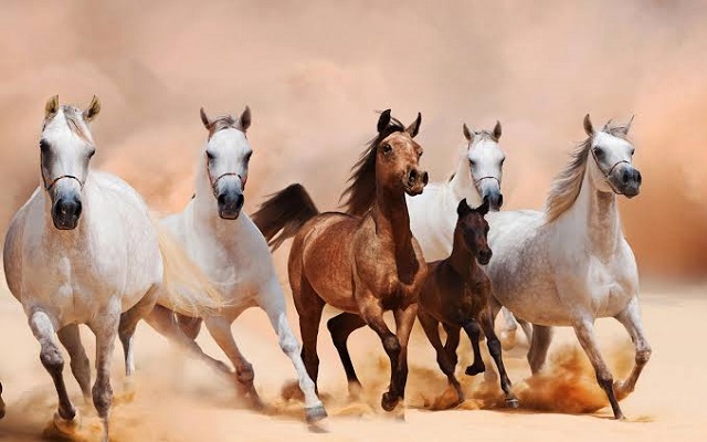 تكنولوجيا لتحويل فضلات الحيوانات لطاقة كهربائية...