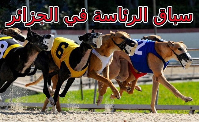هذان الكلبان هما المفضلين للقايد صالح  من الكلاب الخمسة في الانتخابات الرئاسية