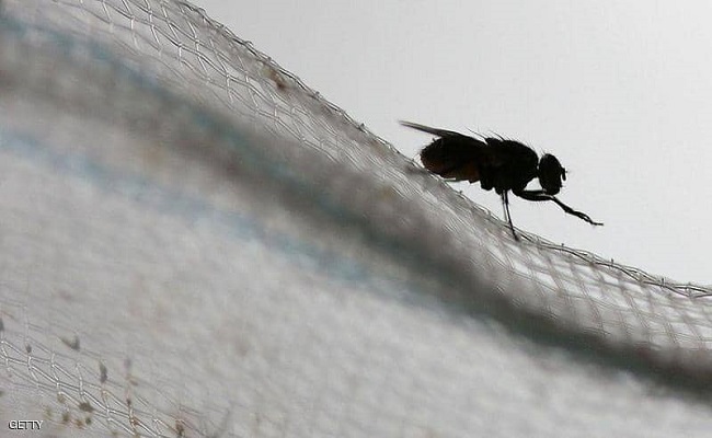 غوغل و علماء ينشئون أدق خارطة لدماغ ذبابة...