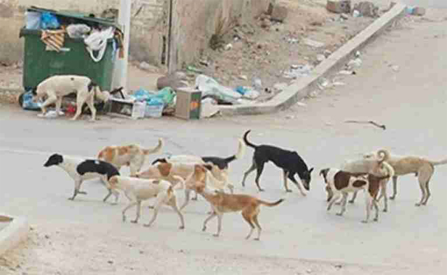القبض على 23.935 حيوان ضال وتسجيل أربعة حالات داء كلب سنة 2019 بالعاصمة