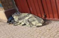 انطلاق عملية نقل الأشخاص بدون مأوى نحو مركز الإيواء الاستعجالي دالي إبراهيم بالعاصمة