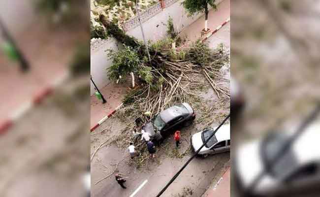 سقوط شجرة من داخل مقبرة سيدي امحمد على الشارع الرئيسي محمد بلوزداد بالعاصمة