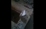 الشيعة ينبشون ويحرقون ضريح الخليفة عمر بن عبدالعزيز بسوريا
