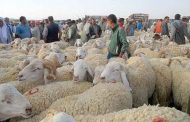 غلق الأسواق الأسبوعية وأسواق المواشي ببسكرة لمدة 15 يوما