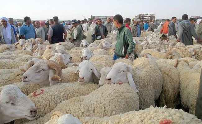 غلق الأسواق الأسبوعية وأسواق المواشي ببسكرة لمدة 15 يوما