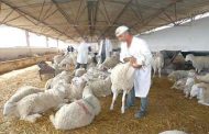 تجنيد أزيد من ألفين طبيب بيطري لمراقبة بيع وذبح الأضاحي