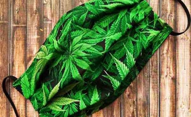 ابتكار كمامة نباتية قابلة للتحلل...