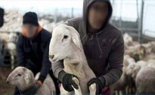 ظاهرة سرقة الأكباش تعود من جديد للجزائر