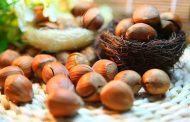 الى جانب فوائده الصحية العديدة...هل يساعد البندق على خفض الكوليسترول؟