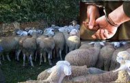 الدرك يسترجع 180 رأس غنم مسروقة بمعسكر