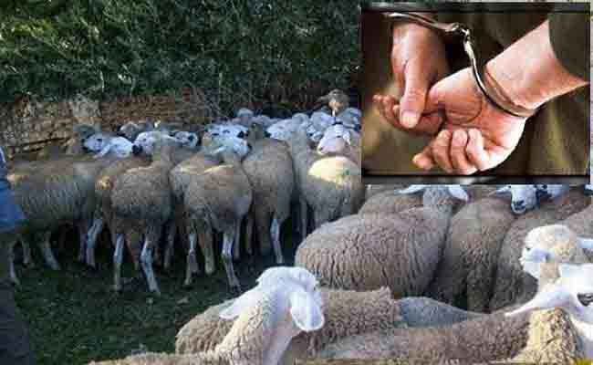 الدرك يسترجع 180 رأس غنم مسروقة بمعسكر