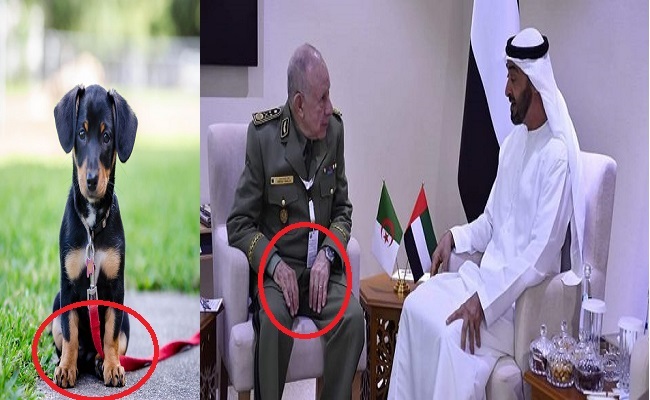 سكوب بأوامر من بن زايد بن سلمان يمنح 5 ملايير دولار للجزائر