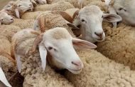 أسواق بيع الماشية سيتم إعادة فتحها رسميا الأسبوع المقبل