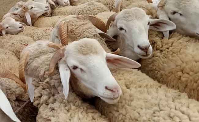 أسواق بيع الماشية سيتم إعادة فتحها رسميا الأسبوع المقبل