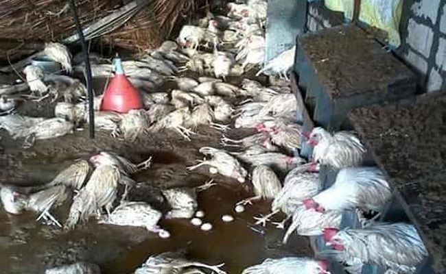خطير إنفلونزا الطيور تتفشى في الجزائر بشكل رهيب