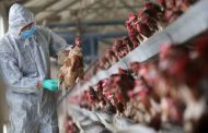 تسجيل بؤرتين لوباء إنفلونزا الطيور بوادي الطاقة وسريانة بباتنة