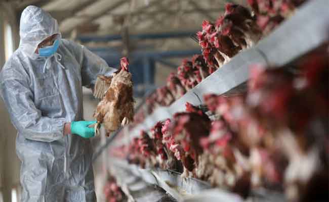 تسجيل بؤرتين لوباء إنفلونزا الطيور بوادي الطاقة وسريانة بباتنة