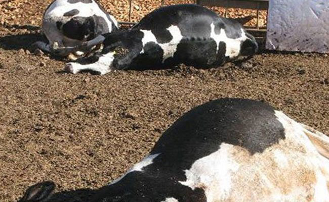 ظهور بؤرتين للحمى المالطية بقسنطينة