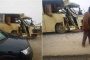 الحكم بين سنتين و ثلاث سنوات على بائعي لحوم الحمير و البغال بباتنة