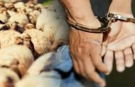الإطاحة بعصابة وطنية تحترف سرقة المواشي بالجلفة