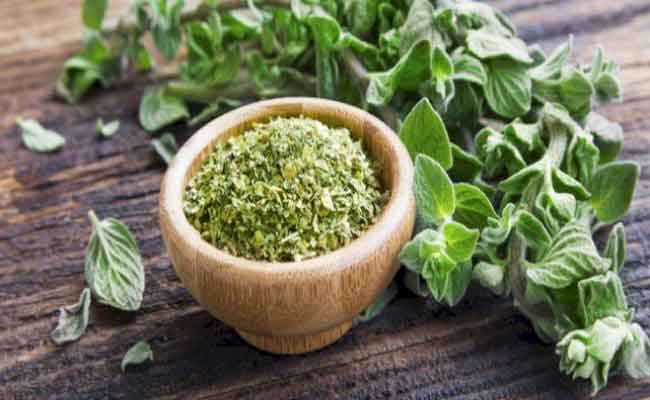 لعشبة الأوريغانو فوائد عديدة...ماذا تعرفون عنها؟