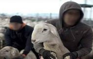الإطاحة بـ 5 أشخاص يحترفون سرقة المواشي بعنابة