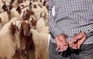 وضع حد لنشاط شبكة إجرامية تحترف سرقة المواشي بغليزان