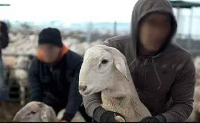 توقيف 3 أشخاص سرقوا 32 رأسا من الغنم بمعسكر