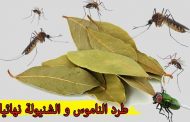 بهذه الطرق تتخلّصون من الناموس في المنزل نهائياً