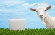 يخلّص الجسم من مشاكل عدّة...ما هي فوائد حليب الماعز؟