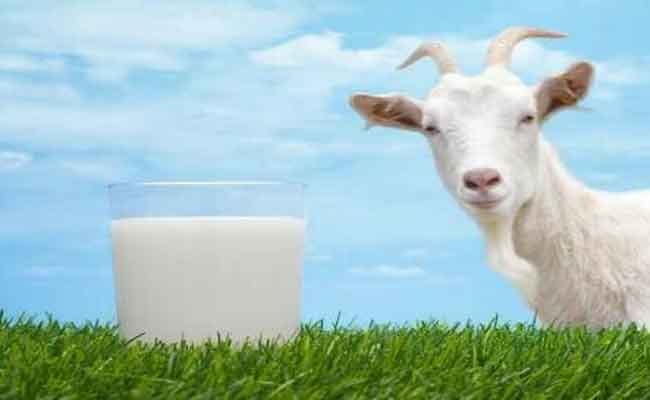 يخلّص الجسم من مشاكل عدّة...ما هي فوائد حليب الماعز؟