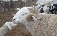انطلاق عملية بيع أضاحي العيد في أسواق الرحمة