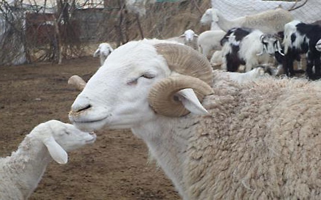 انطلاق عملية بيع أضاحي العيد في أسواق الرحمة