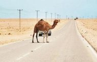 واقعة غريبة جمل يقتل 5 سعوديين