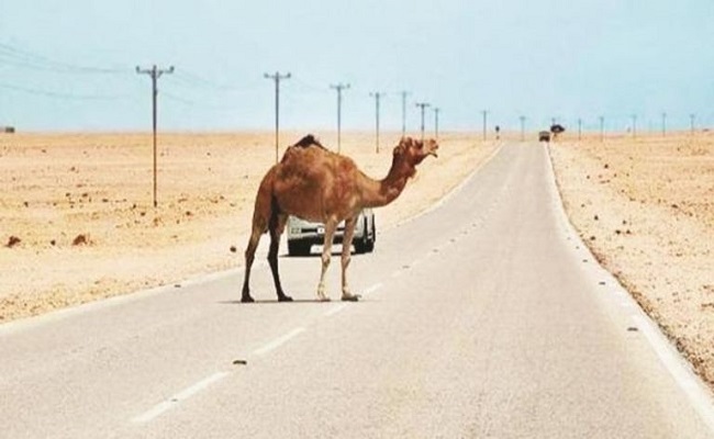 واقعة غريبة جمل يقتل 5 سعوديين