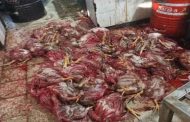 حجز واتلاف كمية مهمة من لحم الدجاج وأحشاء غير صالحة للاستهلاك بمذبح سري بسيدي بلعباس