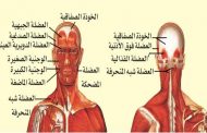 هذه العلامات تعني أنّكِ تعانين من الصداع التوتري!