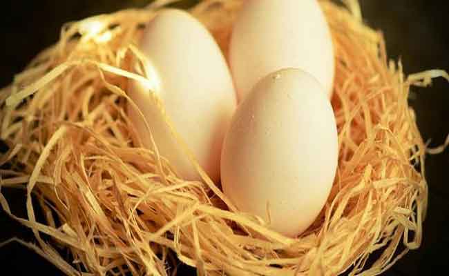 فوائد بيض الحمام لا تقدر بثمن...غني جداً بالحديد والبروتينات