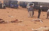 افتراس كلاب ضالة قطيع ماشية بصفيصيفة بالنعامة