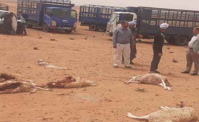 افتراس كلاب ضالة قطيع ماشية بصفيصيفة بالنعامة