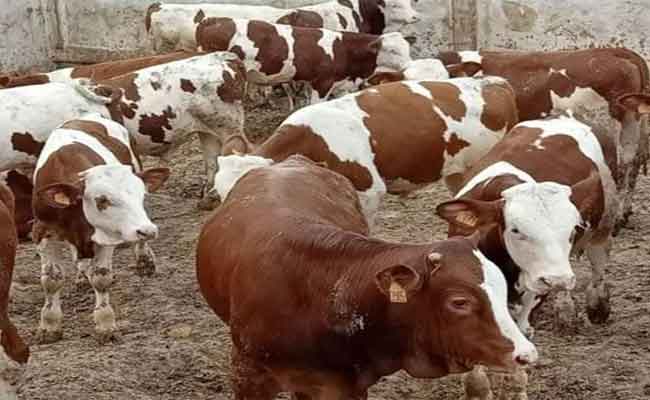 استرجاع 13رأس بقر مسروقة بقالمة
