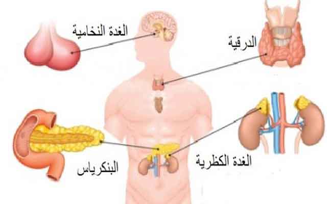 9  إشارات مبكرة من الجسم تشي بمرض الغدد الصماء...