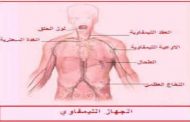 نظام صحي للوقاية من سرطان الغدد الليمفاوية في يوم التوعية منه...