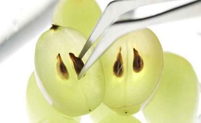 فوائد بذور العنب...غنى لافت بمضادات الأكسدة وفق طبيبة