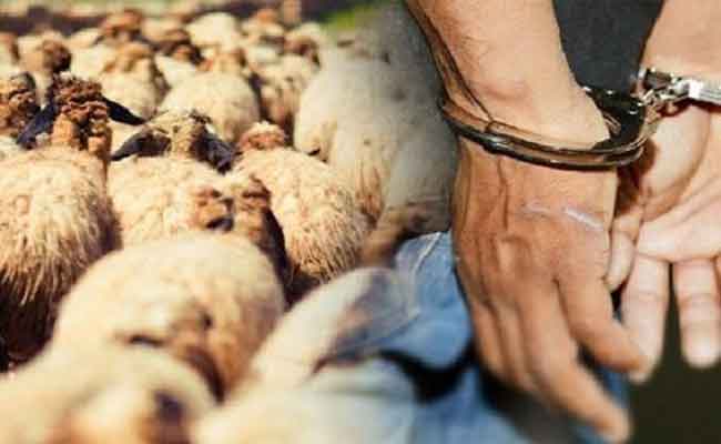 توقيف ثلاثيني يحترف سرقة المواشي بالادريسة بالجلفة