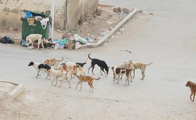 عندما يعيش المواطن الجزائري عيشة الكلاب المتشردة